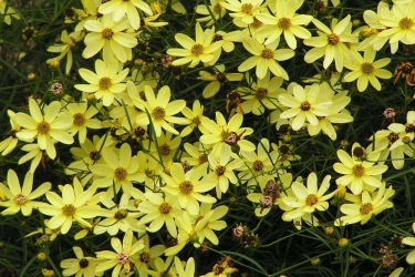 coreopsis