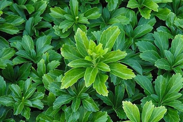 pachysandra1