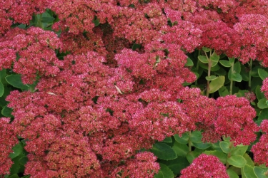 sedum